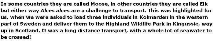 alces1